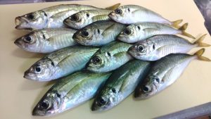 湘南アジング開幕か･･･！？