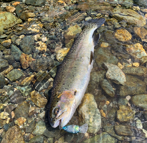 野村　俊介 Berry Verry Fishing