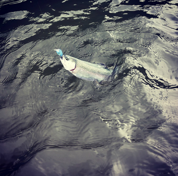 野村 俊介 Berry Very Fishing