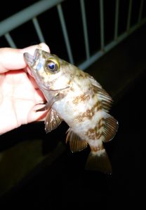 【メバル】前回の釣果に味を占めて･･･