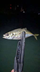 外房の夜釣りは素晴らしい