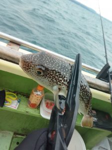 河豚船で釣り納めしてきました☆彡