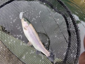 大雨の管釣りはやっぱりトップ！