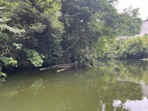 今年は絶好調!?相模湖バス釣り！！
