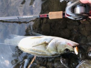 夏の利根川はトップがアツい！
