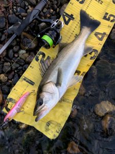 淡水域リバーシーバスいつまで釣れるか…