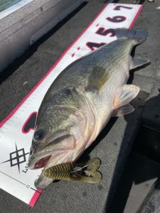 安芸広島店　お客様からブラックバスの釣果をもらいました♪