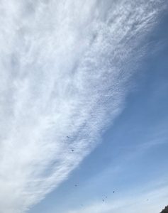 瀬戸内メバルサビキ釣り。