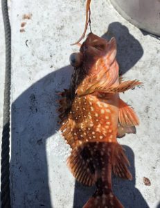砂ラバ釣行・後半