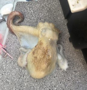 タイラバ・タコ釣り釣行！！