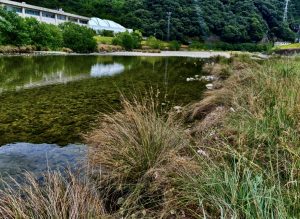 近所の川でチャビング調査！！