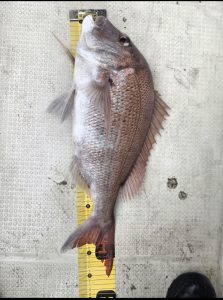 瀬戸内タイラバ釣行。