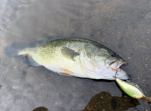 あのルアーもまだまだ現役！