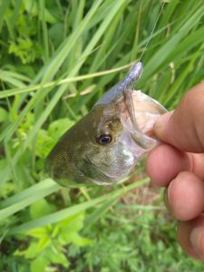 【淀川】釣果情報！