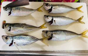 和歌山アジ釣果情報！