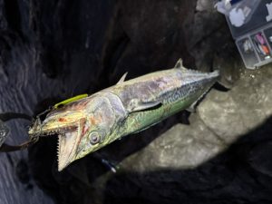 和歌山県青物、エギング釣果情報！&GWセール開催中！