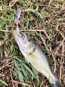 最近の出勤前の釣りとか