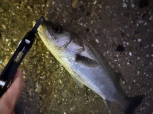 ☆彡スタッフ釣果☆彡