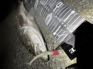 【米子店】スタッフ釣果情報🐟🌟