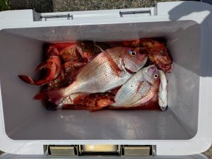 テンヤ真鯛釣行