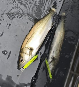 初見で挑むボートシーバス