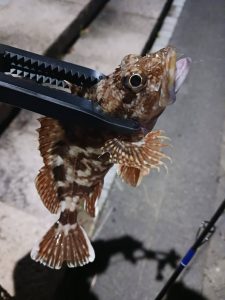 ☆釣果情報☆