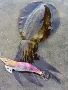 ☆秋イカエギング釣果☆