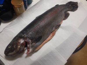 【八王子めじろ台店】釣れて鱒!!