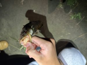 【八王子めじろ台店】まさかのニョロニョロ！？