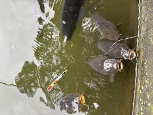 釣堀釣行！！