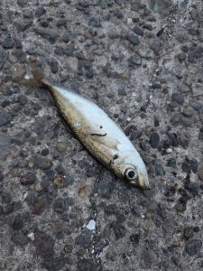 【八王子めじろ台店】アジ釣れてます！！