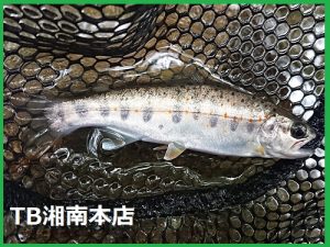 禁漁間近の中津川へ