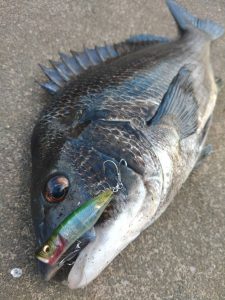 【ルアーで釣れてます】チニングでチヌを狙おう🎣