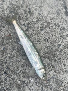 江ノ島で冬の美味をねらう！