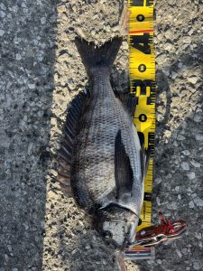 厳寒期のクロダイ釣り