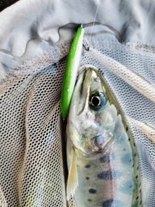 渓流釣り好調です！！