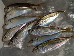 江ノ島に豆アジ！入ってます！！
