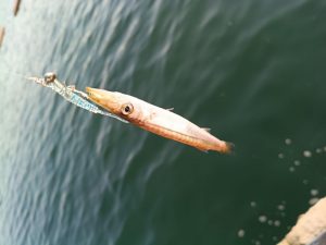江ノ島の最新釣果！！！