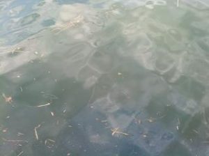 江の島アジング＆ショアジグ釣果！