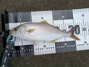 【江の島裏磯】青物ゲット！！