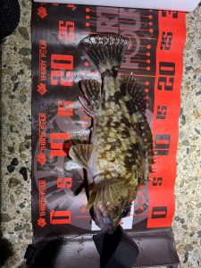 【秋田店】メバル・ライトロック釣果情報♪