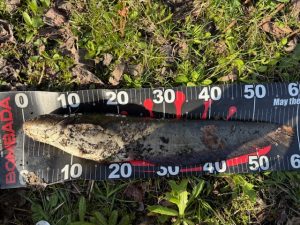 【秋田店】久しぶりのバス釣行へ