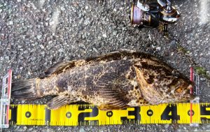 【秋田店】釣果情報！良型根魚が釣れてます♪