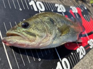 【秋田店】バスシーズン開幕！釣れてます♪