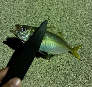 豊浜アジング釣行!!