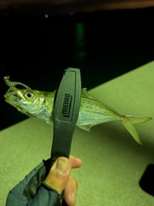 師崎アジング釣行!!