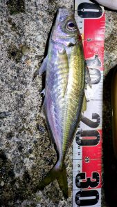 久々更新・釣果情報！！