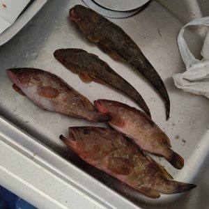 ピンギス活用法…