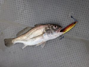 初アカムツジギングに行ってきました！
