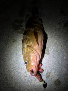 青物やいかに！？